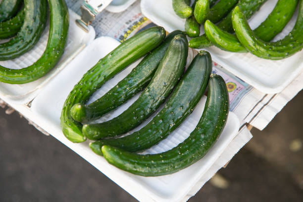 قیمت خیار درختی گیلان + خرید باور نکردنی